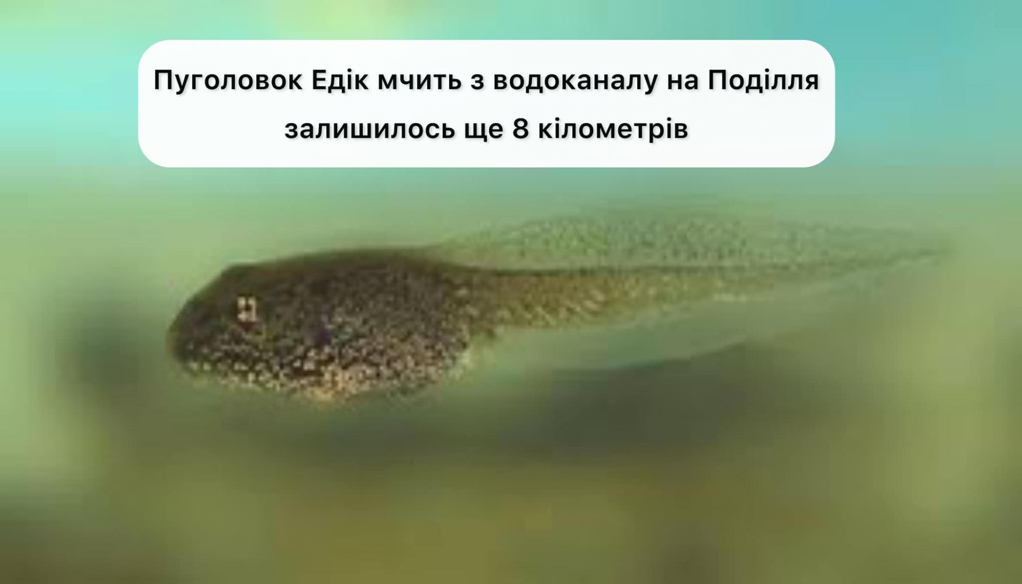 Головастик Эдик. Винницкий водоканал удивил сеть заявлением о тайных существах в трубах